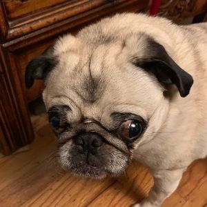 Meet your Posher, Corina